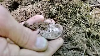 This is the largest silver coin he ever found metal detecting this old place