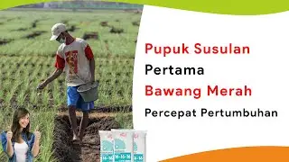 Pemupukan Bawang Merah Umur 10 HST, Pupuk Susulan Pertama Percepat Pertumbuhan