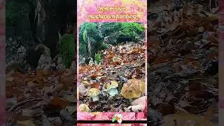 Immersive mushroom hunting#asmr #unzip #Picking mushrooms#reduced pressure