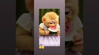 #cyprus #monkey #subscribe #monkeydance #smile #animals #fyp #india #punjab #italy #viralshort
