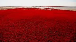 Amazing Red Sea beach in Panjin