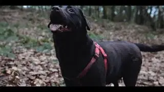 Our Labrador Stole a stick from a kid