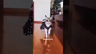 The Hilarious World of Fashionable Cats 🤣👗 #CatClothes #Shorts