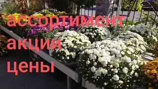 Садовый центр сад моей мечты
