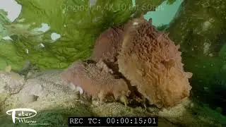 Giant Pacific Octopus Enteroctopus dofleini under kelp 4K underwater stock footage