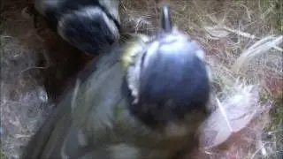 11 Blue Tit chicks being fed by adults in the #CDWG 1/5/2017