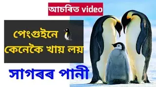 পাংগুইনে 🐧 কানকৈ সাগৰৰ লুণীয়া পানী খায়।#Assamesefact#januahok