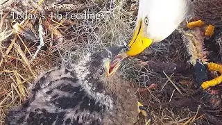 #244🦅E26🐥35°／SWFL Bald Eagle Nest 2025-2026／F23💗M15／Powerd by Southwest Florida Eagle Cam