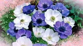 How The Flowers Get There Names And Its Symbols | Flower Meaning | Etymology