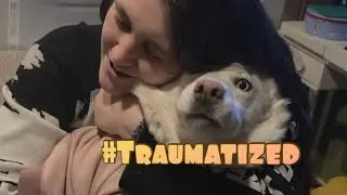 Тест на объятия! Как долго я могу обнимать нашу хаски?!