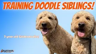Older Dogs, New Skills: Buddy & Bella&rsquo;s Off-Leash Training Success