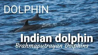 Indian Dolphin||Dolphins of Brahmaputra river||riverdolphin||indangered animal||dolphin