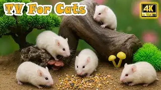 🔴 Interactive Cat TV 📺 Ultimate Mouse Entertainment Video for Cats to Watch 🐭 Reduce Stress For Cats