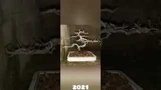 Proceso del Olmo Chino