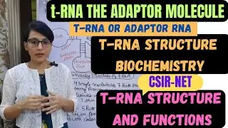 tRNA the Adaptor Molecule || tRNA Structure and Functions || tRNA Structure Biochemistry