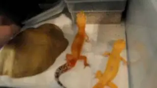 Leopard Gecko and Ball Python Breeding Rack