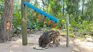 Creative Unique Wild Pig Trap Using Wood - Best Wild Pig Trap#shortvideo #wildpig