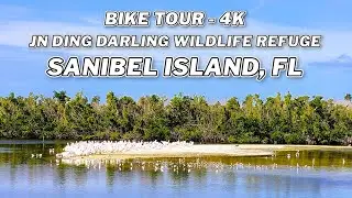 Exploring JN Ding Darling Wildlife Nature Preserve: 4K Bike Ride in Sanibel Island, Florida 🚴‍♂️🌿