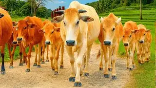 Kerumunan Sapi kampung Beraktivitas di ladang rumput hijau, Suara Sapi Moo, Sapi Lucu Melompat
