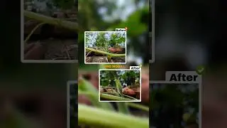 Pro mode photography tutorial 🌿🪴 ll #shorts #short #photography #tanmoyroy271