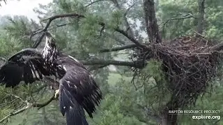 Trempealeau Eagles. It's raining and TE3 is flapping on the branch - explore.org 07-16-2025