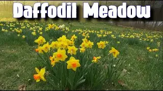 Mill Creek Park - The Sounds of Spring - Daffodil Meadow