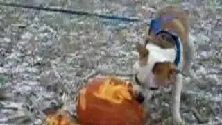 Patch-ouli's 1st Annual Smashing Pumpkins Composting Event