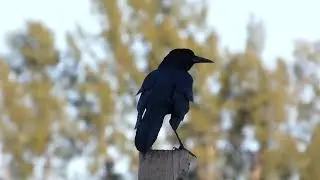 Boat-Tailed Grackle (Quiscalus Major)