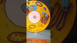 Animal Cell Model | Science 3D Project Model For Students | Animal cell project #shorts