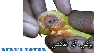 How to cure POX. Eye infection. Video No. 9