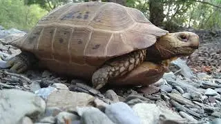 Yellow-headed Tortoise (Indotestudo elongata)(1)
