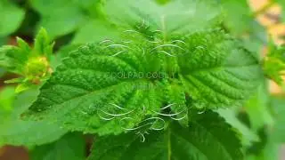 Coolpad Cool 1 | 📷 Camera |