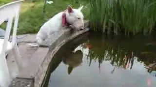 Bull Terrier + ball = pond