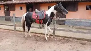#mangalarga marchador#sertanejo#