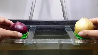 Onion Nano Aquarium Tank | Episode 01: Setup