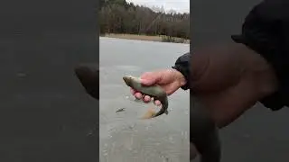 Золота лунка 🔥🔥