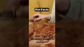 Unleashing the Wonders of Pets | Discover Paw-some Pet Facts!
