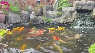 japanese koi, bonsai care, relaxing yard, zen pond, diy pond