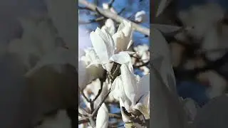 💮 Fascinating Magnolia Tree Beauty #blossom #springtime