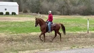 HoneyBadger  TWH 6 year old Gelding for sale at McNatt Farms