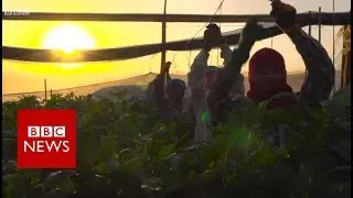 Israel's forgotten Thai workers - BBC News