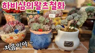 처음봤다! 요즘 핫한 철화 💕하비샴의왈츠철화 분갈이해요 💕 꽃나래다육 010.2818.1441 