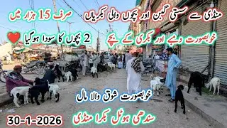Sindhi Hotel Bakra Mandi Karachi Latest Update l 30 Jan 2026 l Bakra Mandi Karachi New Update 2026 l