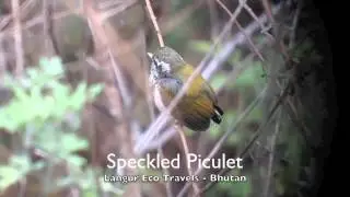 speckled piculet