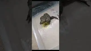 Frog dinner eating!?#shorts  #frog #eating