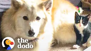 Tuxedo Kitten Becomes This Big Dog's Service Cat | The Dodo