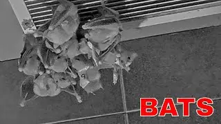 🦇 Incredible Sight: Egyptian Fruit Bats Resting in a Day Roost