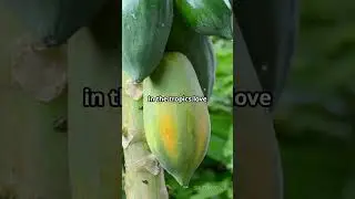 Fastest Fruit-Bearing Papaya