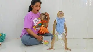 Funny Little OLLY Stand Looking Mirror While Drink And Eats Coconut Fruits