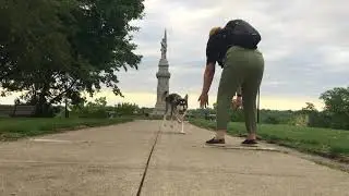 Best Dog Training Toledo, Ohio! 10 Month Old German Shepard, Noma